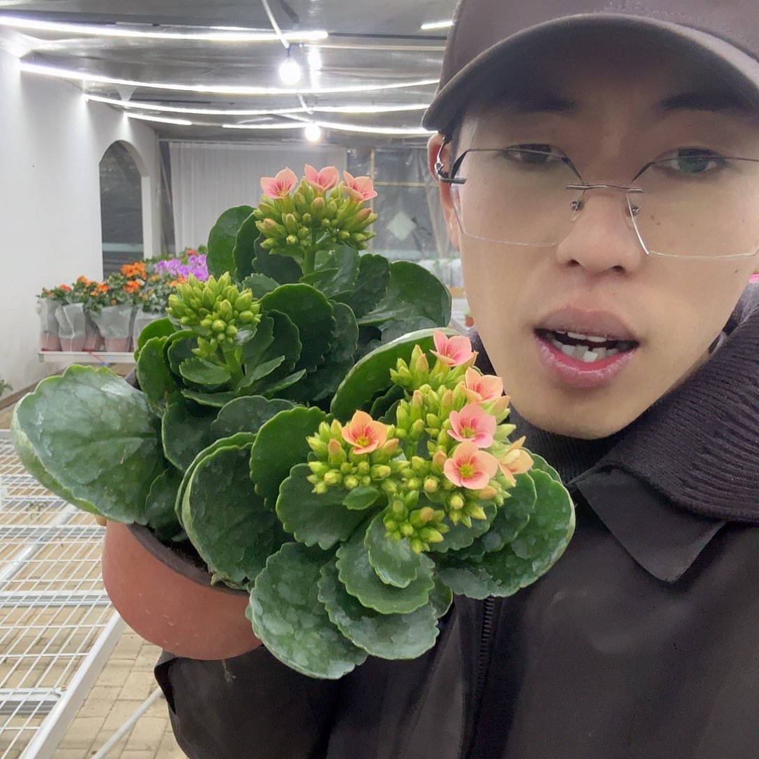 全部花苞长寿花时雨