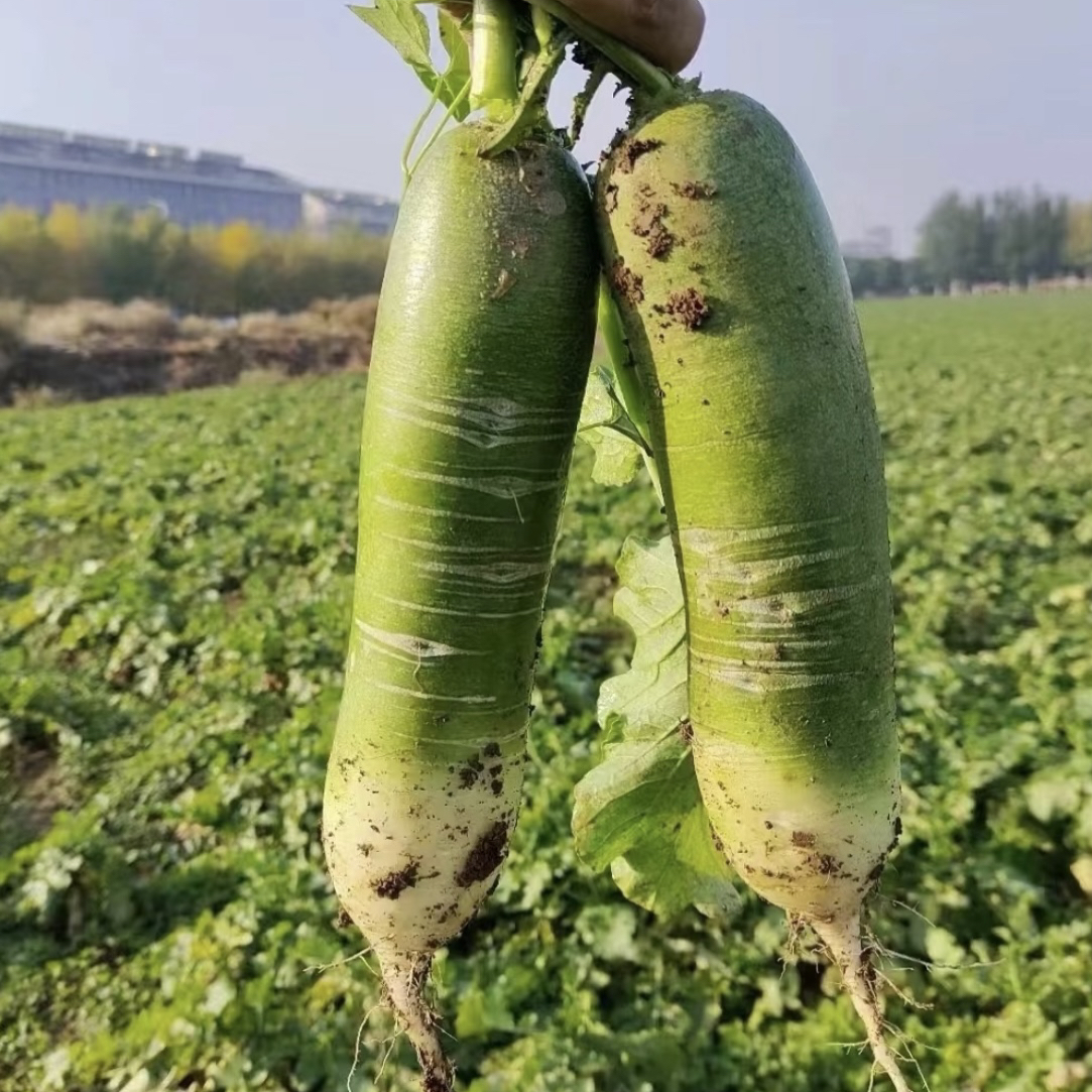 【水果萝卜到手五斤（带箱）】农家自种萝卜生吃微辣脆甜