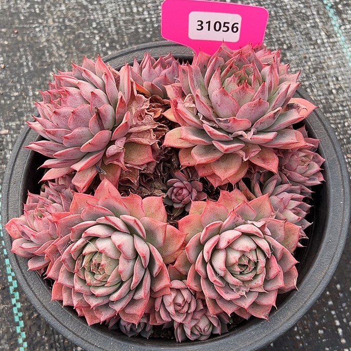 璎***芳大盆林杰安娜   31056号  