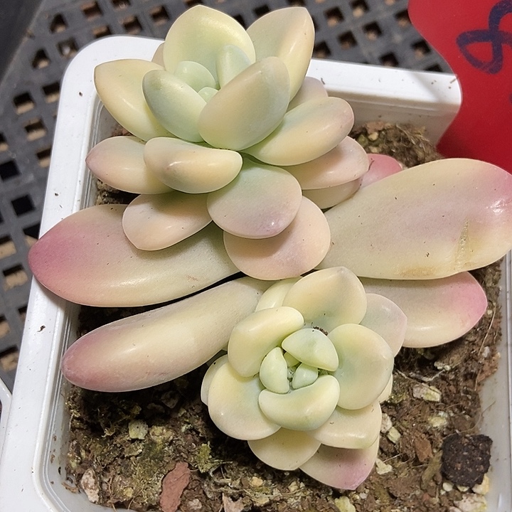 多肉植物洛神锦814多肉