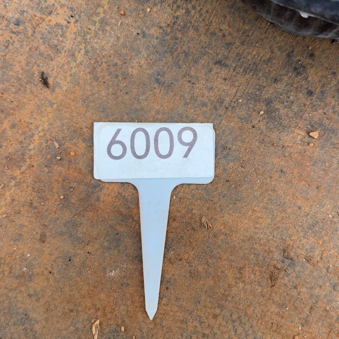 Q***。6009。5246。哥特两颗多肉