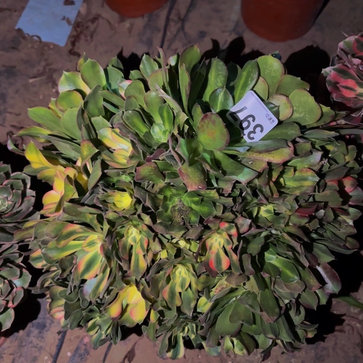 397香妃多肉植物不售后