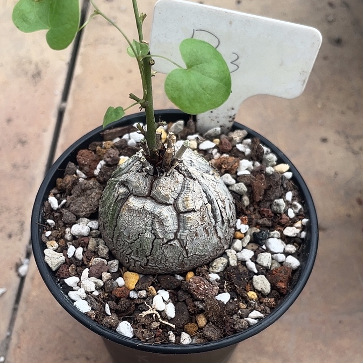 七***安一物一拍，南非龟甲龙