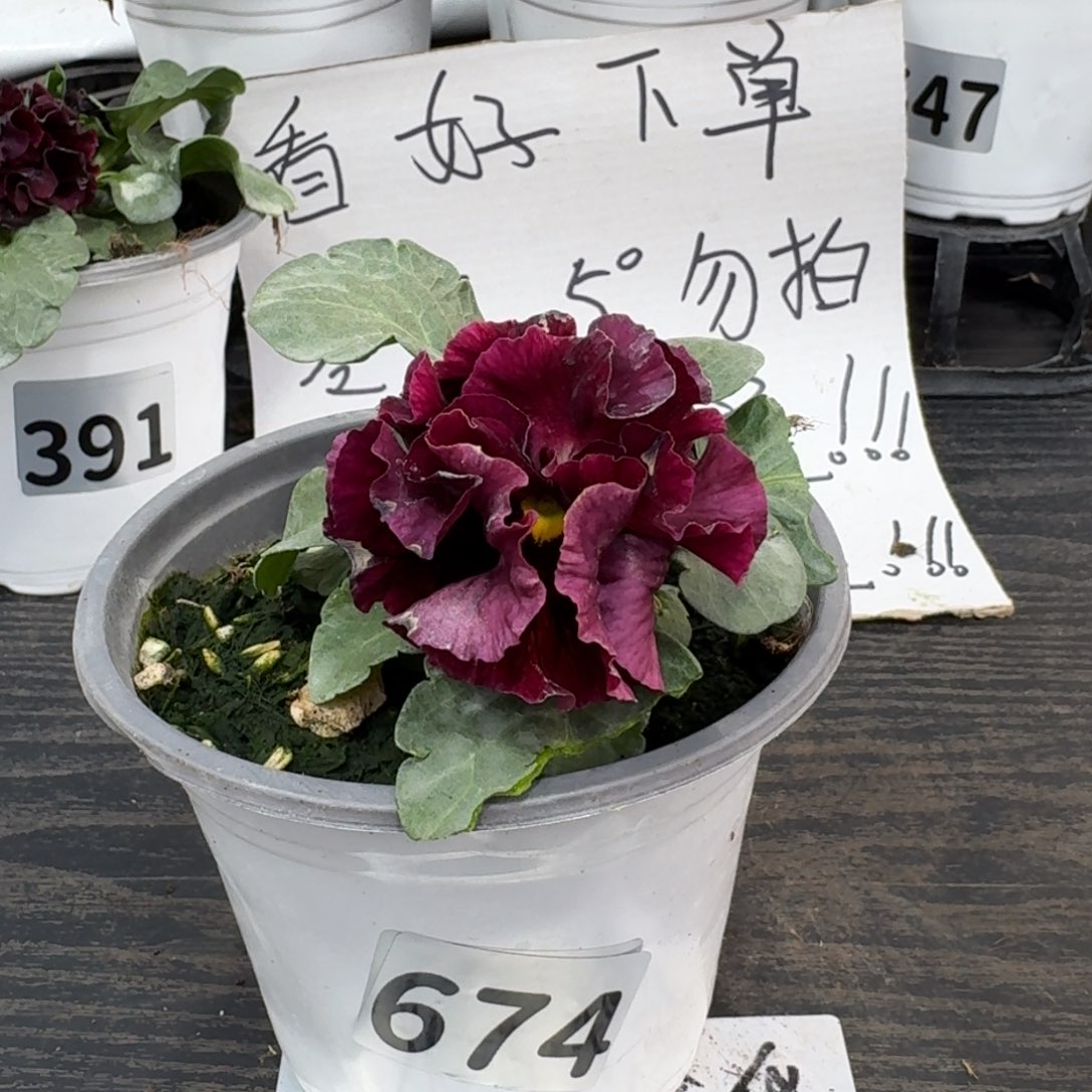 全部花朵674号洛可可