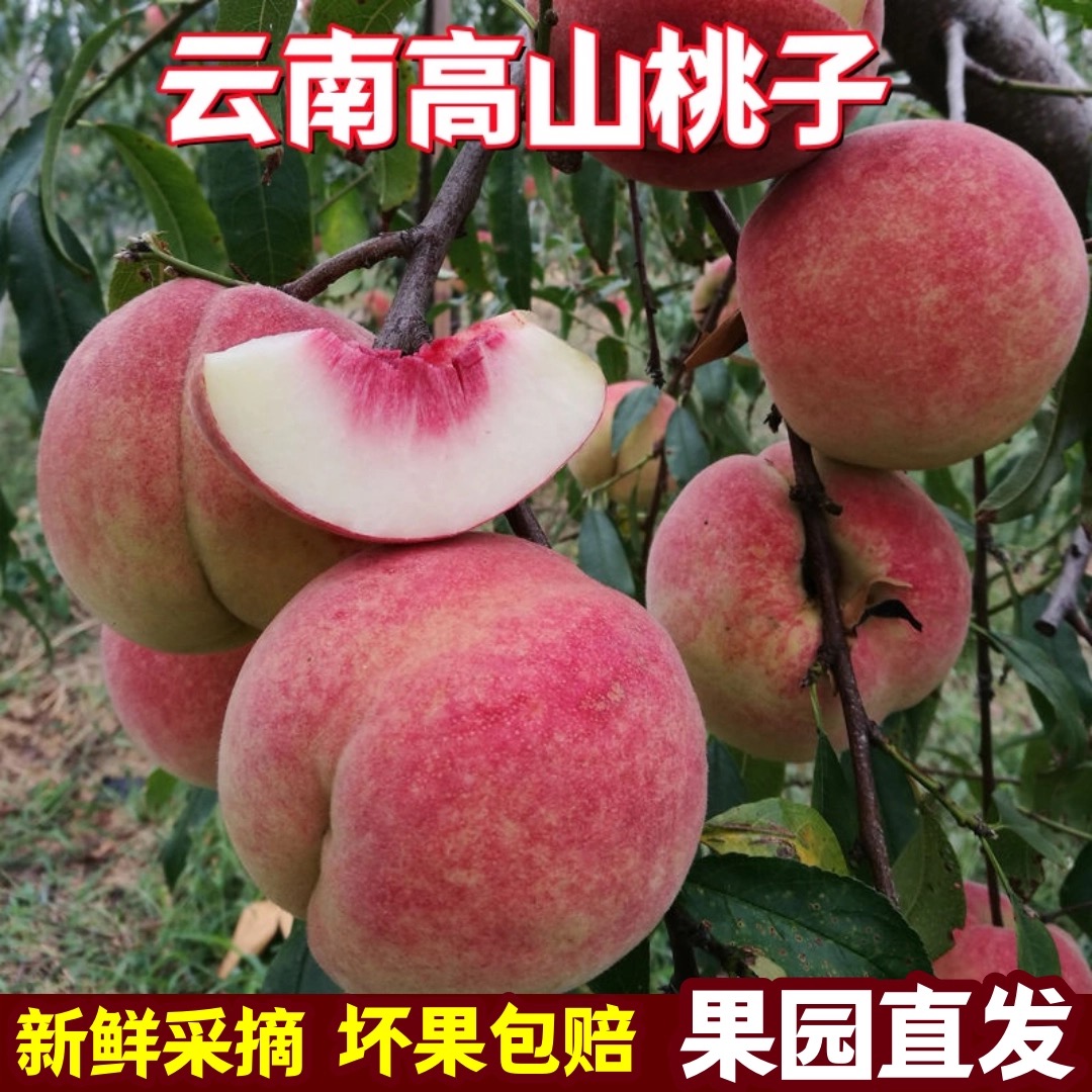 云南新鲜冬桃现摘现发应季水果脆甜离核硬桃好吃