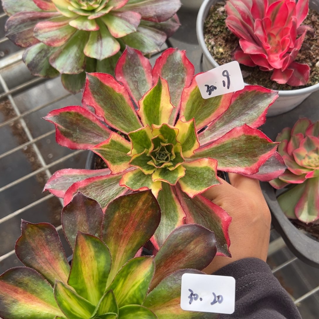 1920魅影魅影七彩多肉