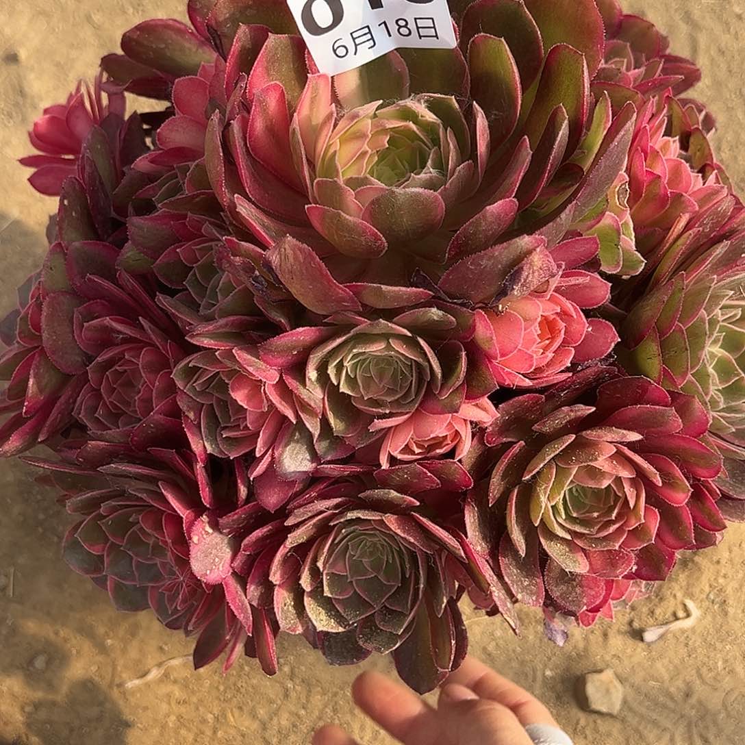 6.18/16黑魔锦多肉植物3