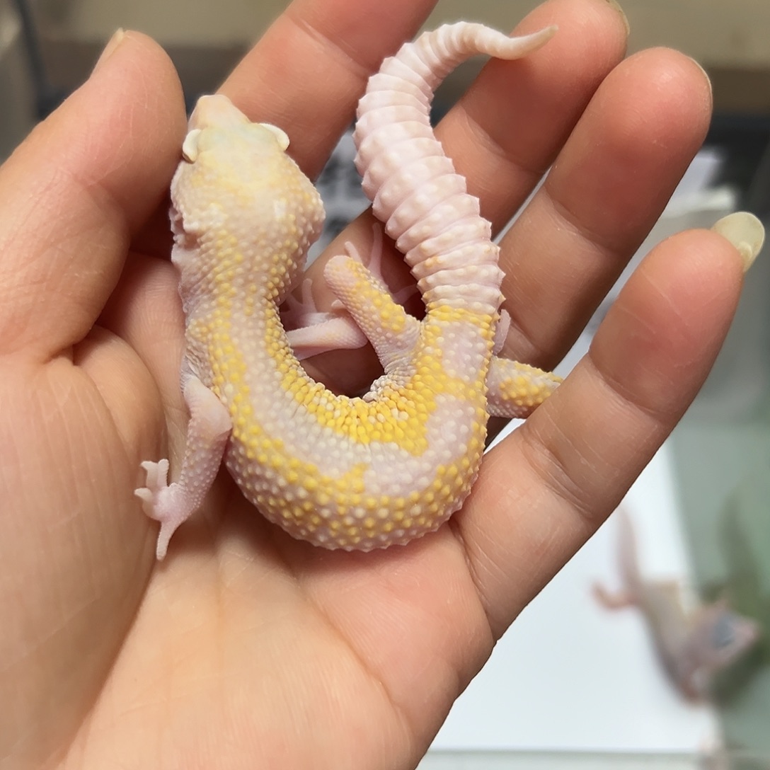 豹纹守宫豹纹守宫