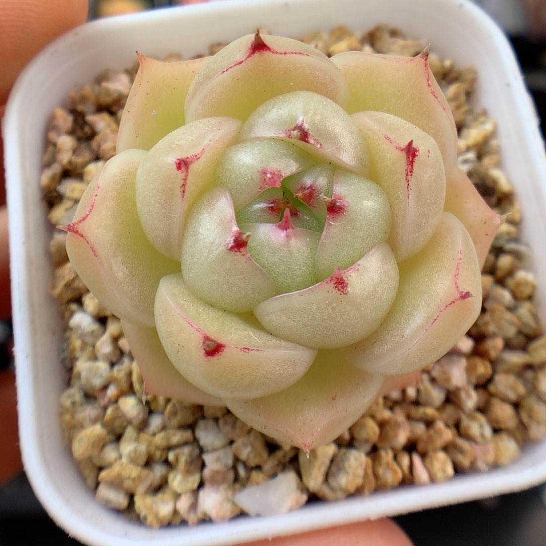 多肉植物。麦秆66