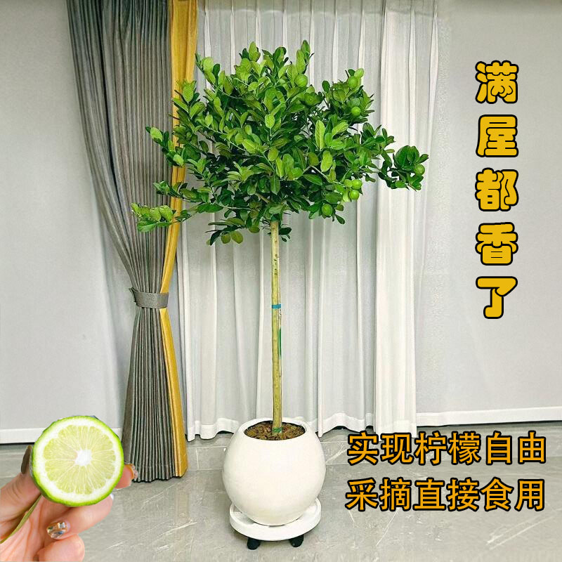 香水柠檬树盆栽带果可食用庭院阳台花园地栽大树四季开花结果好养