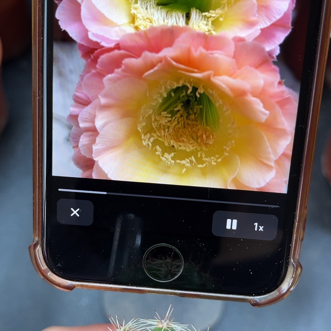 彩草落日侧芽2公分左右