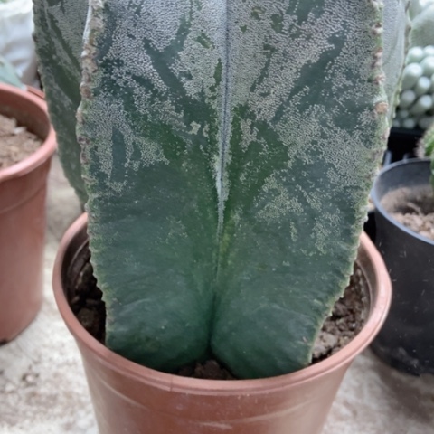 超大五角仙人球50米仙人球