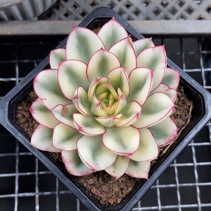 李***平红花女王锦多肉植物