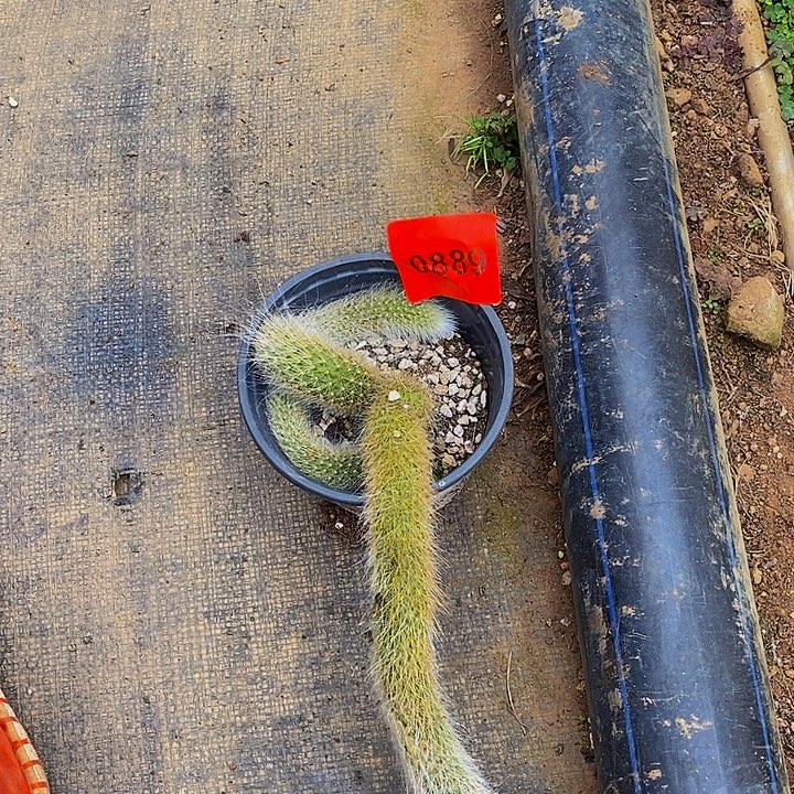 春***逸0089多肉植物九尾狐
