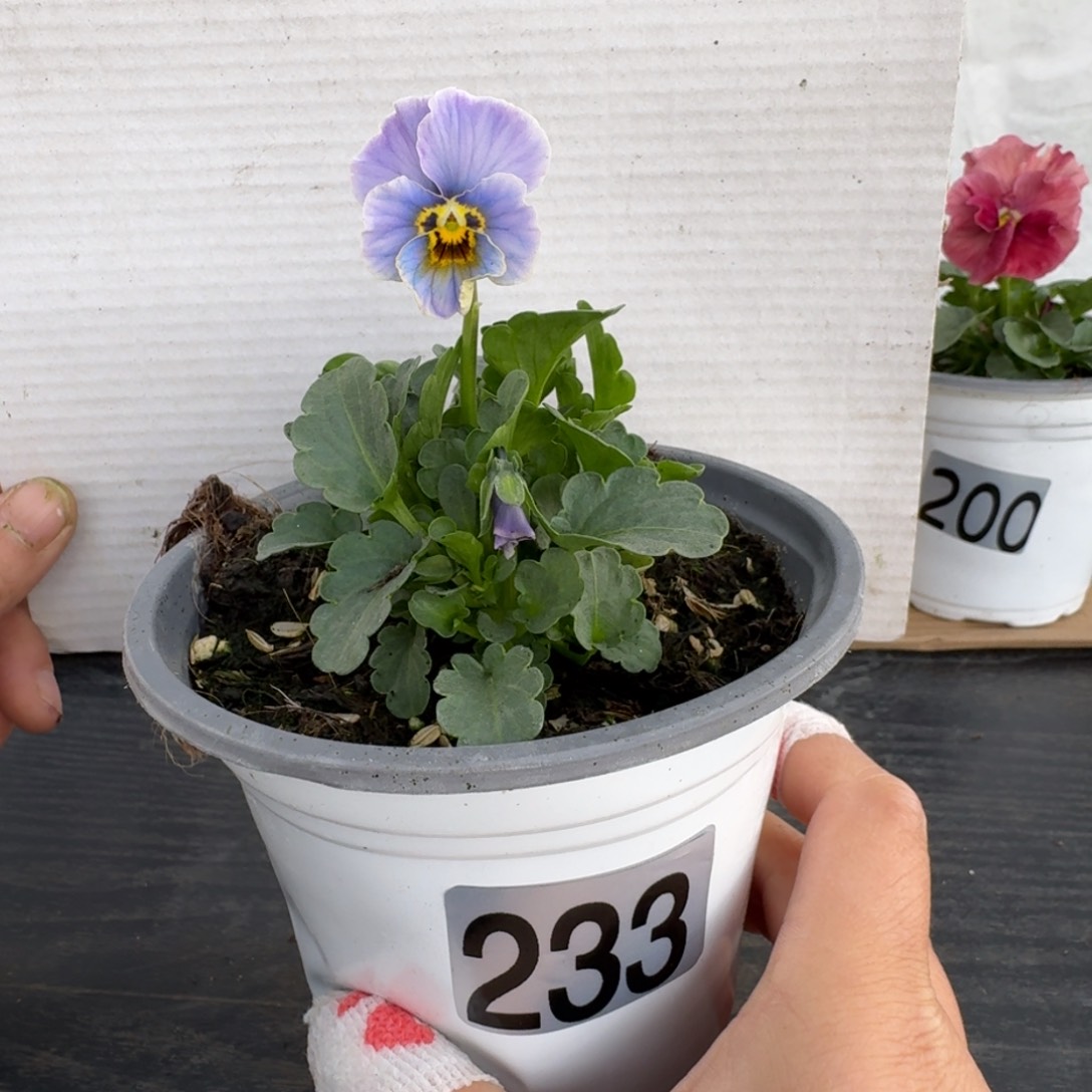 全部花朵233号角堇