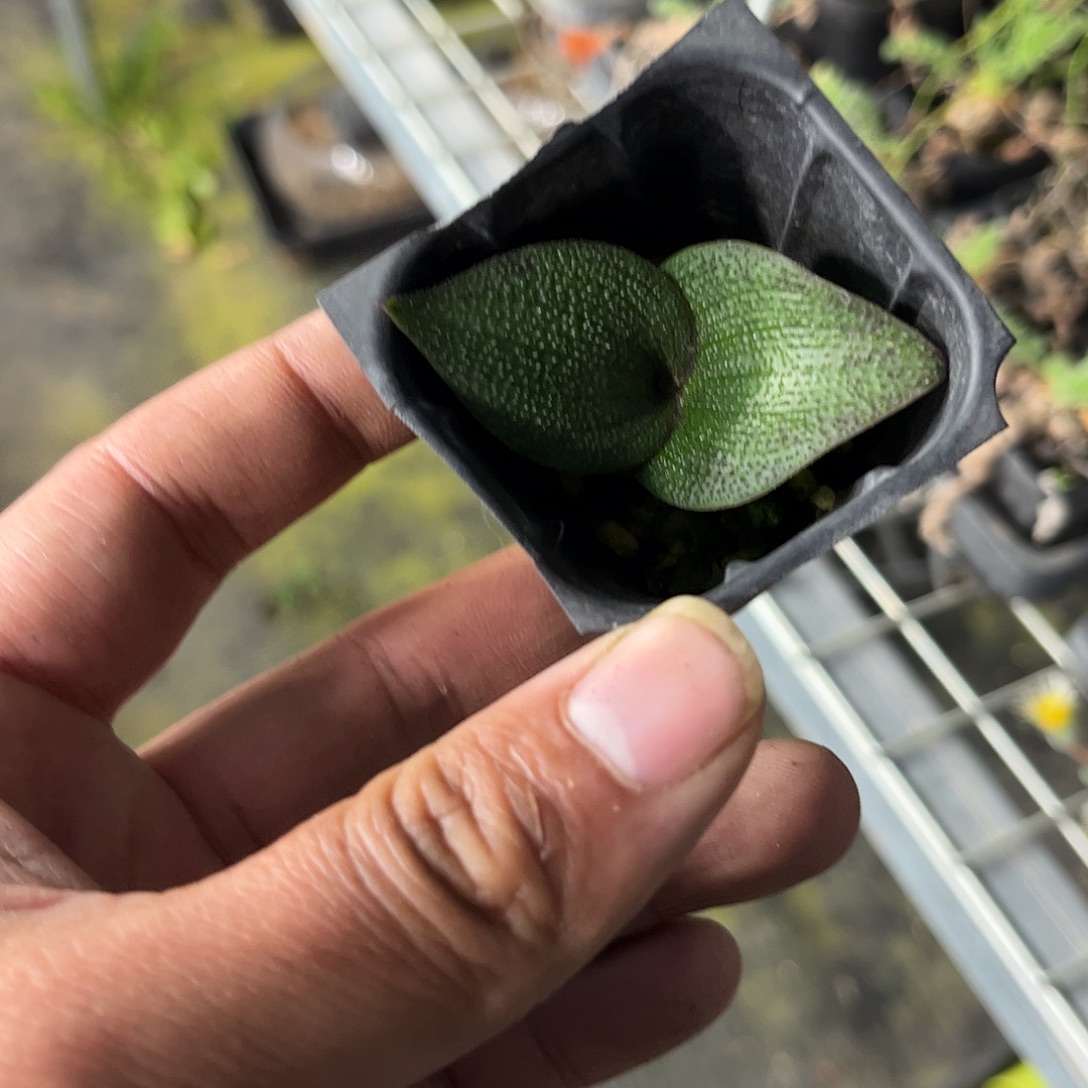 紫镜单头发货单头发货