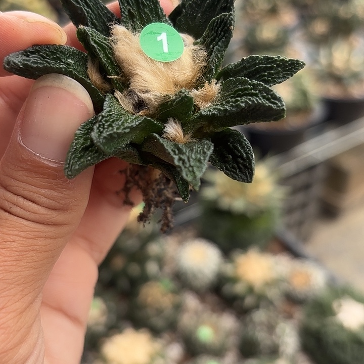 袖蒲苗接落地仙人球01