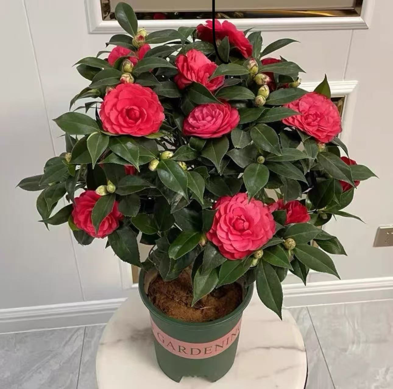 大红赤单山茶花高度约【45到60】树苗盆栽耐寒耐热好养易活