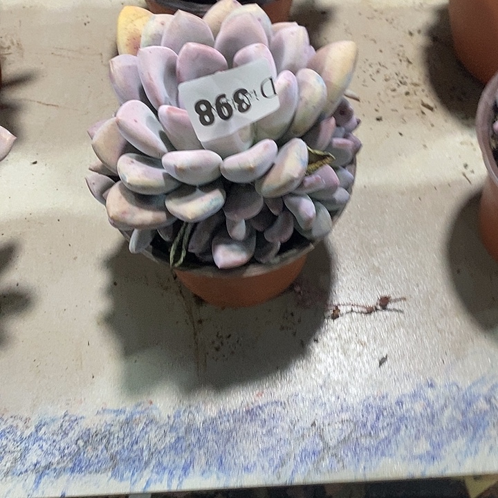 丝***雨398奥普多肉植物多肉