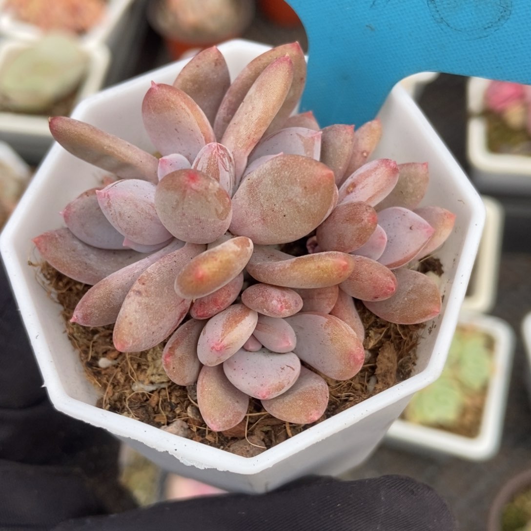 1795灰姑娘多肉植物保护