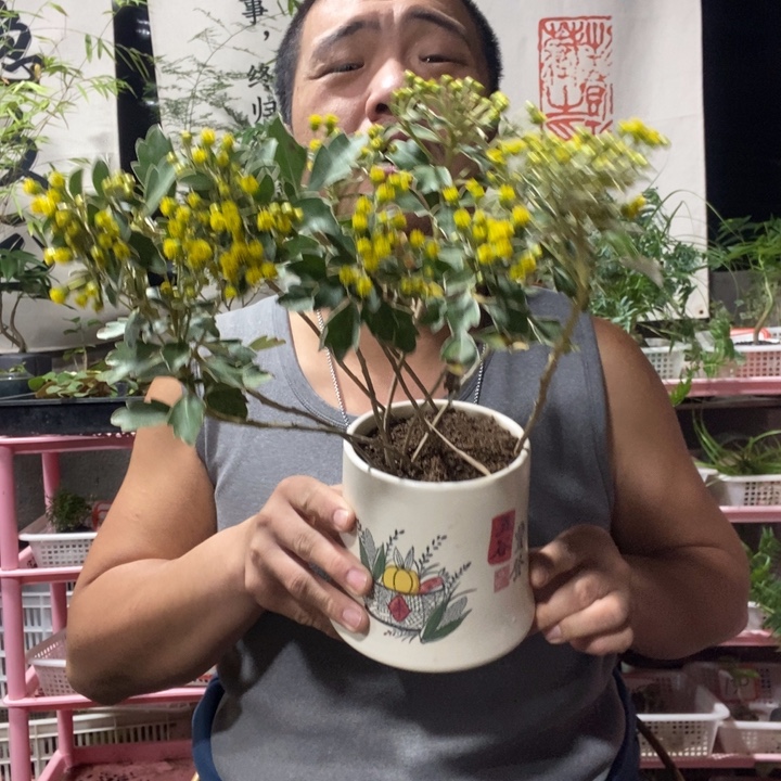 珍***以实际为准盆景绿植盆栽19