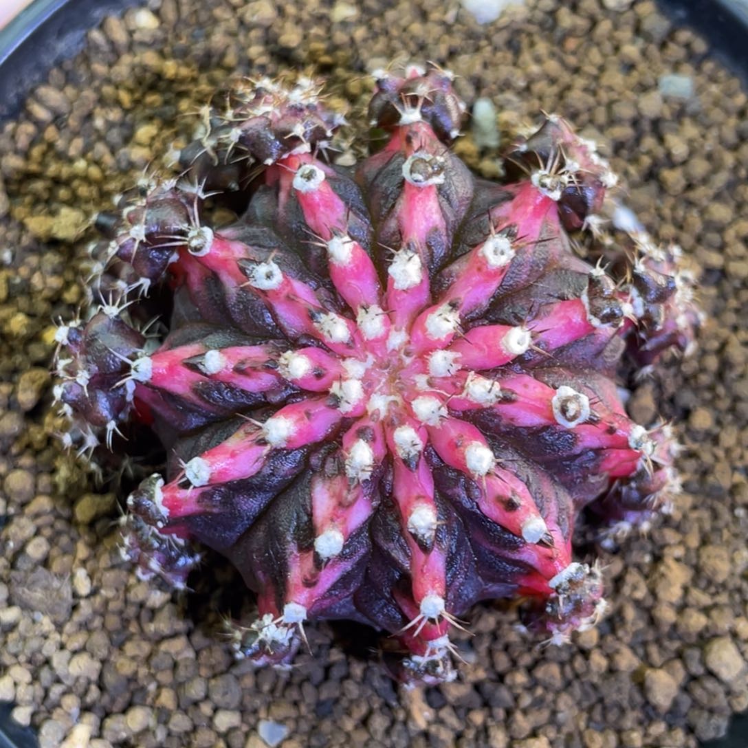 黑海神锦00000000002