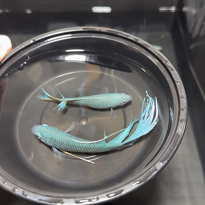 斗鱼直播间对图无纹蓝56