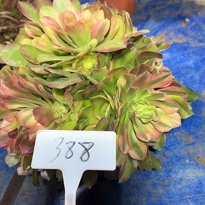 多肉植物雅典娜法师