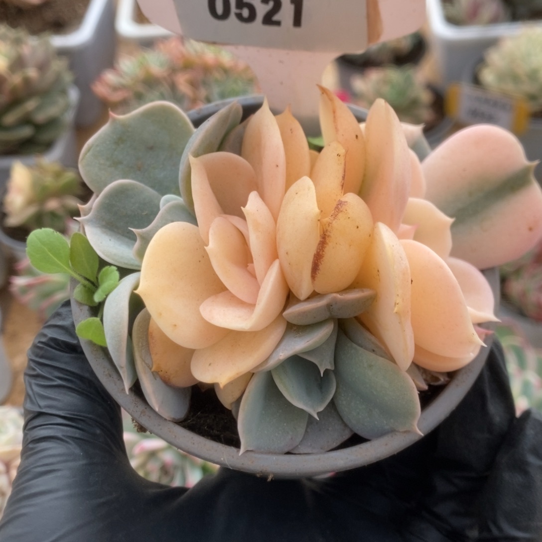 521双子座锦锦锦锦锦锦锦