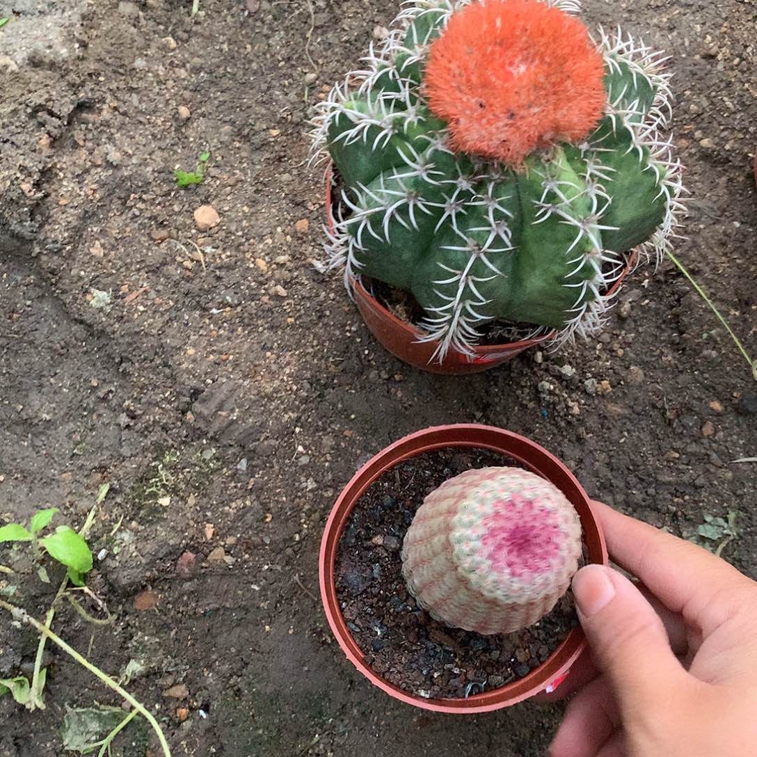 红太阳和魔云锦60