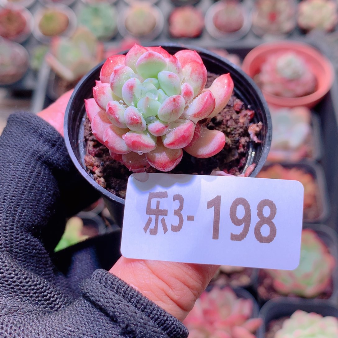 乐然3-198 珍珠豆 