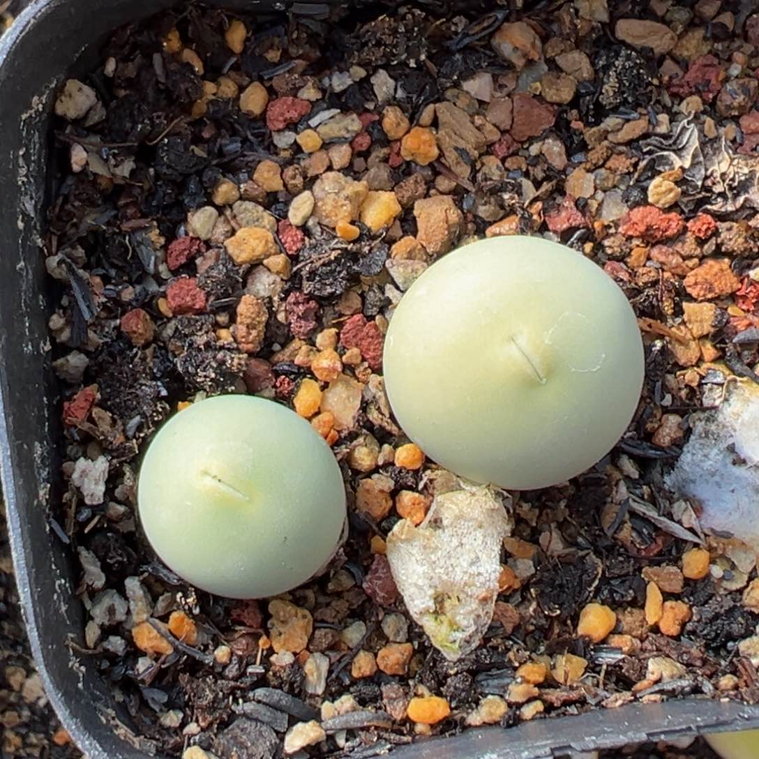 多肉植物111111111111