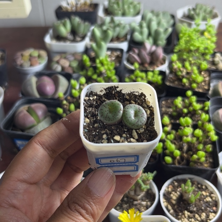 067 安贞多肉植物