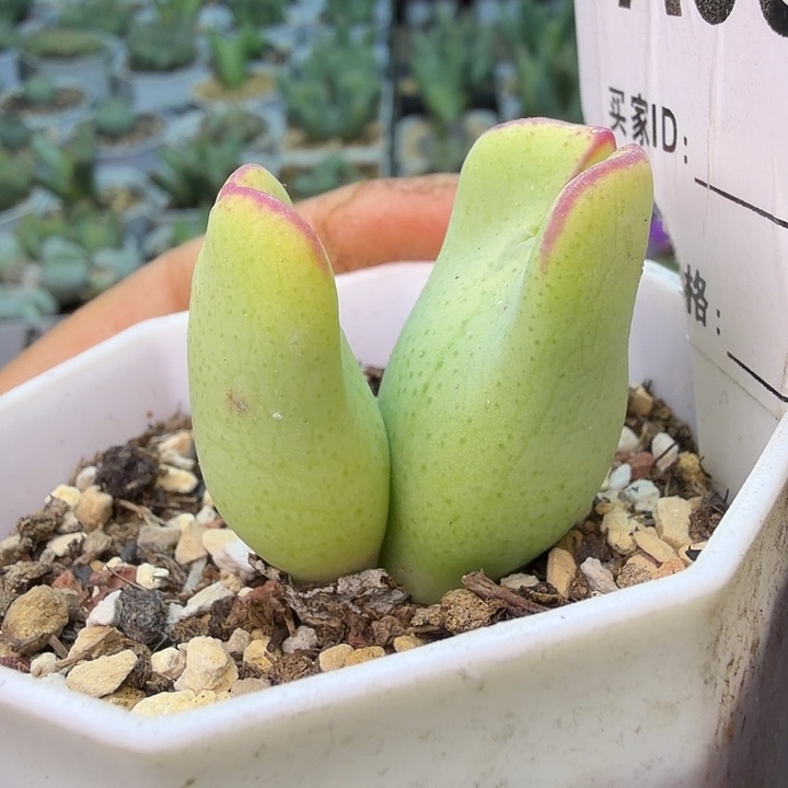 063。满38包邮肉锥