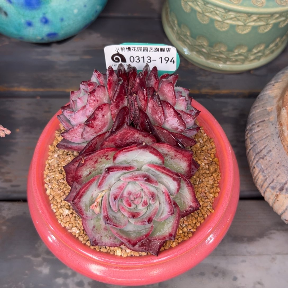 多肉一物一拍0313-194