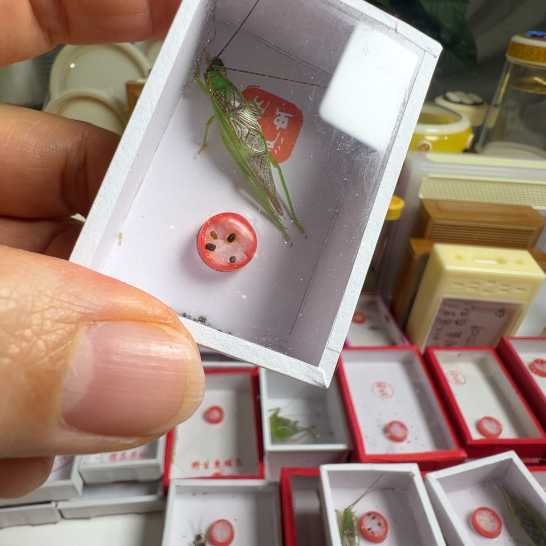 蟋蟀一只精品霍氏