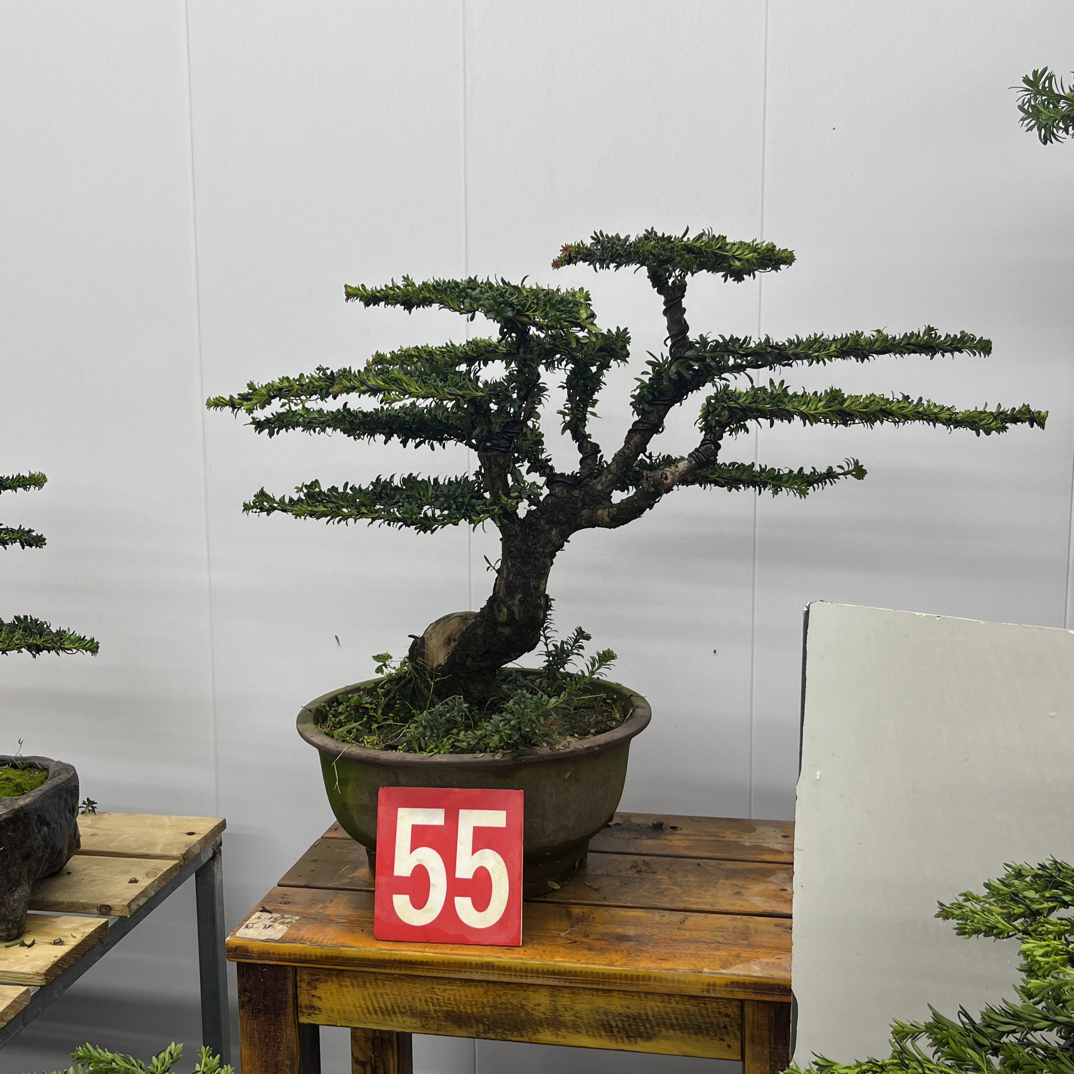 红芽珍珠罗汉松盆景老桩含盆包邮含盆高67冠幅80四季常青绿植