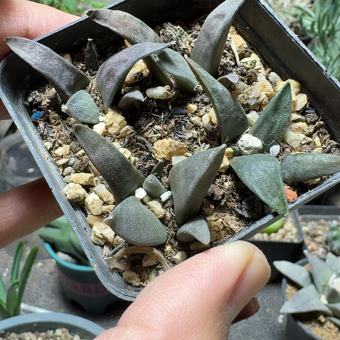 469岩牡丹脱土发货一个随机