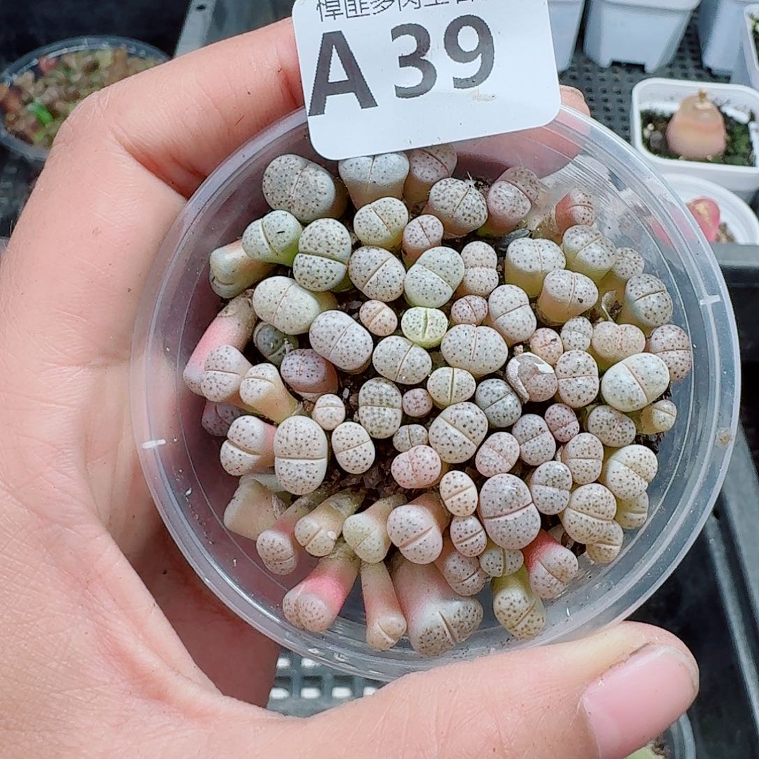 39多肉植物多肉植物