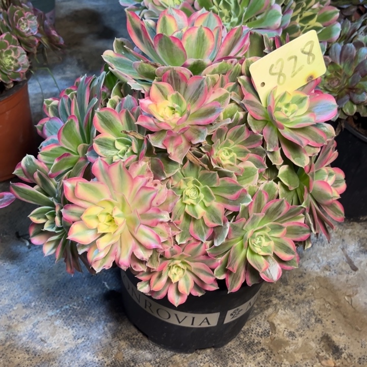 828男神多肉一物一拍