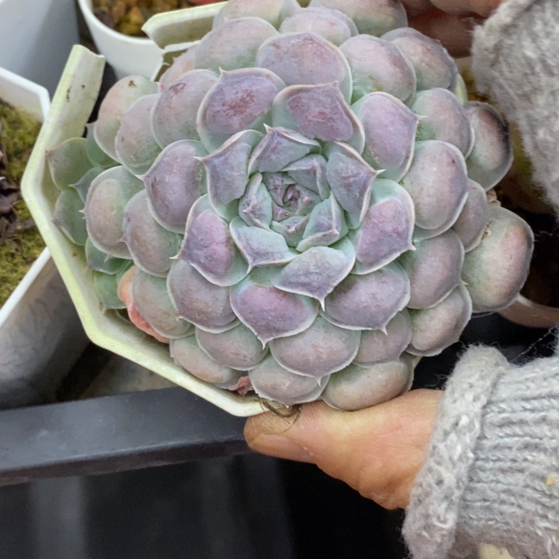 精品多肉一物一拍不包整422