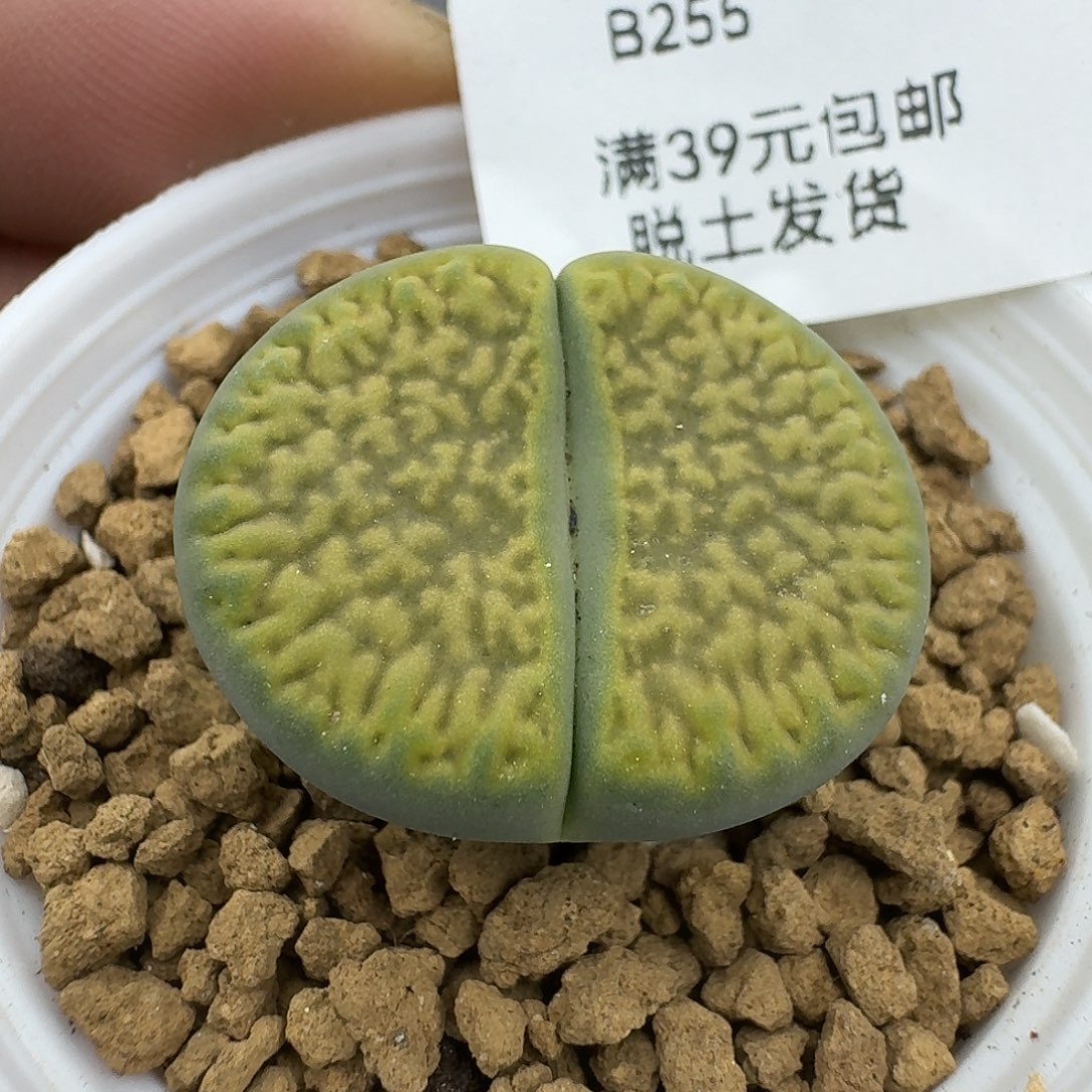 255多肉哈哈哈哈哈哈哈