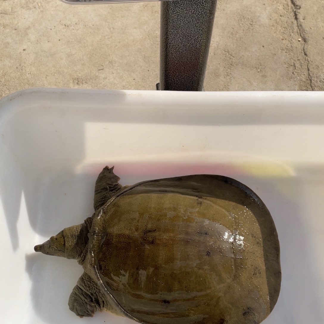 中国大陆野生甲鱼包邮