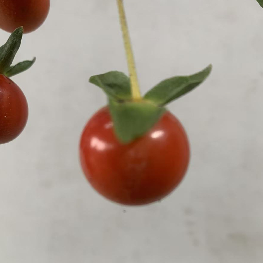 优质灌木金弹子可供选择