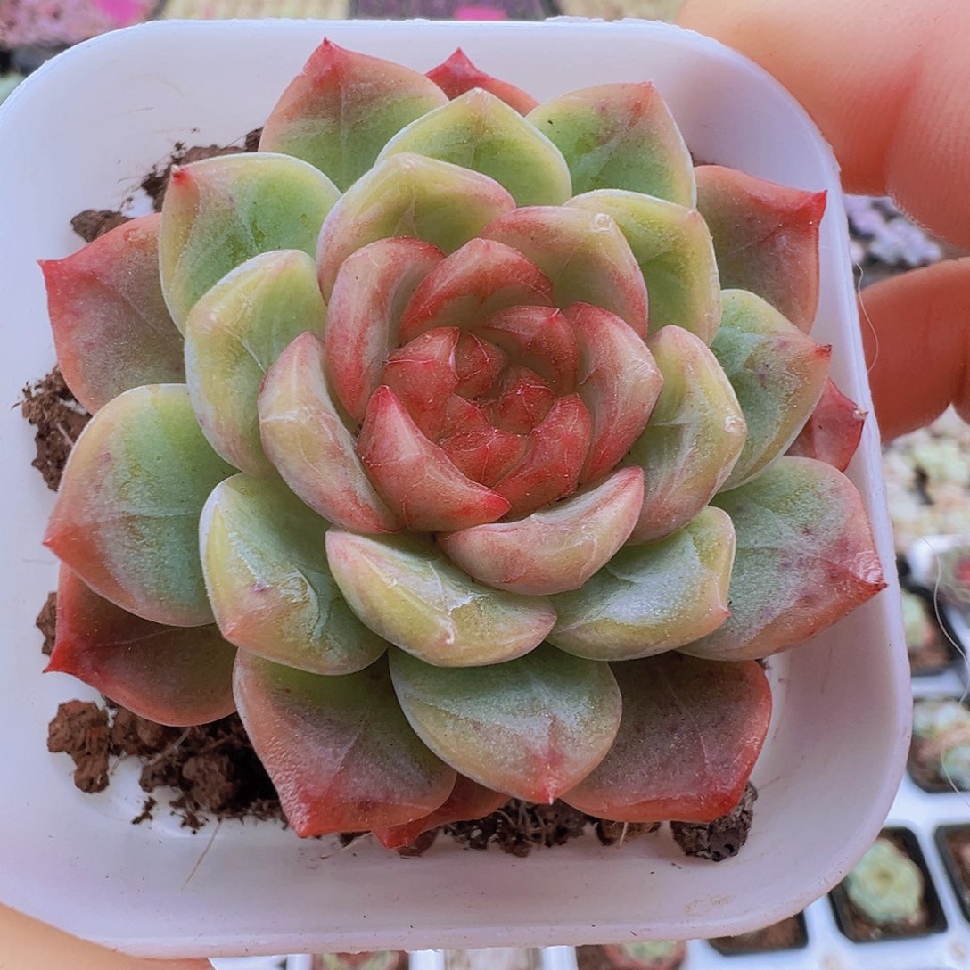 红心葡萄珍妮19包邮