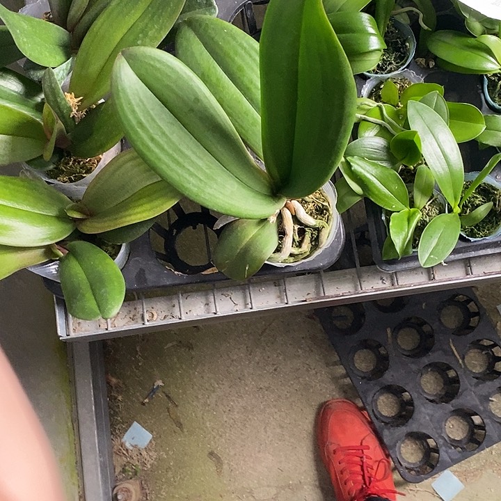 当前无花栽培后可以开花飞机苗钢琴