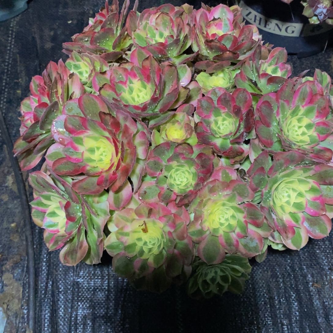 451号玉滋法师多肉