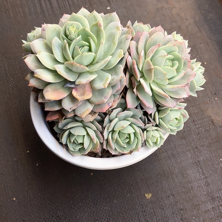 多肉植物，恋曲一颗