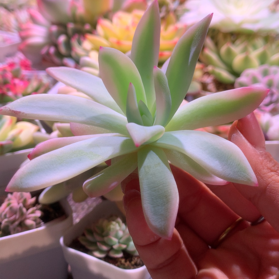 嫦娥覆轮锦砍头无根