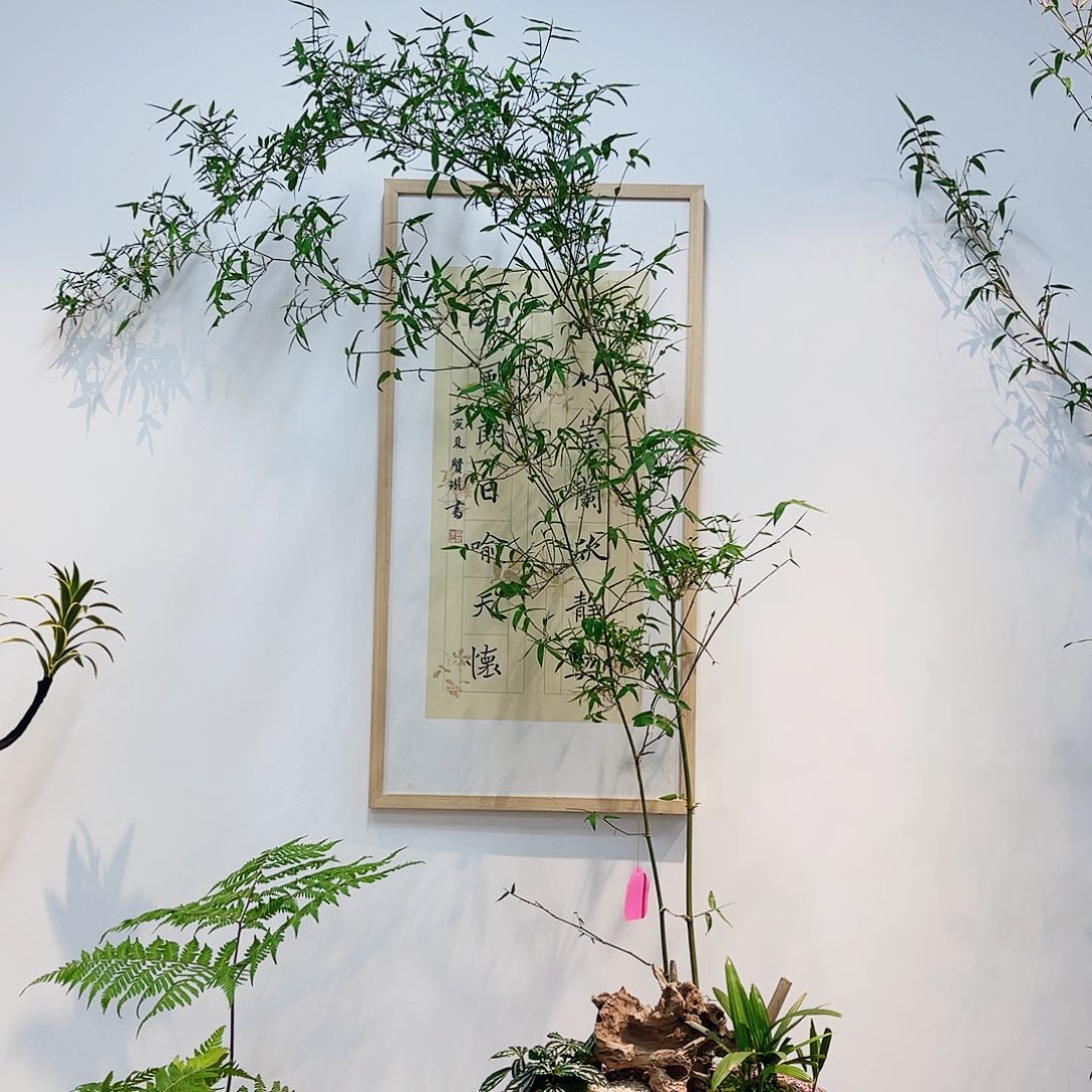 高端绿植一物一拍